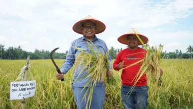 INALUM Dukung Pertanian Berkelanjutan Lewat Penerapan Metode Tani Nusantara di Kuala Tanjung