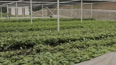 INALUM dan PJT I Perkuat Konservasi Danau Toba Lewat Penanaman Pohon dan Pembibitan Modern