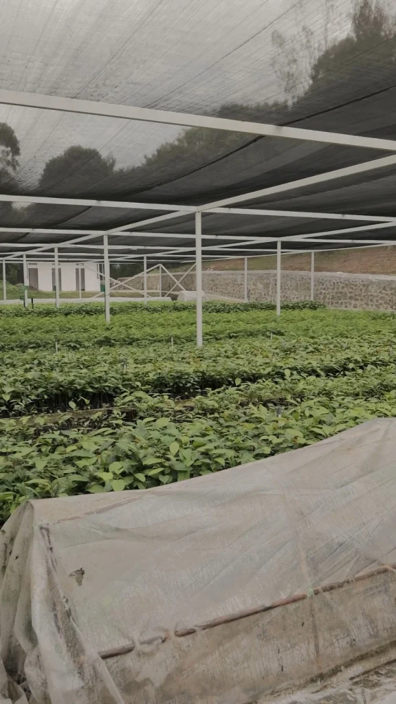 INALUM dan PJT I Perkuat Konservasi Danau Toba Lewat Penanaman Pohon dan Pembibitan Modern